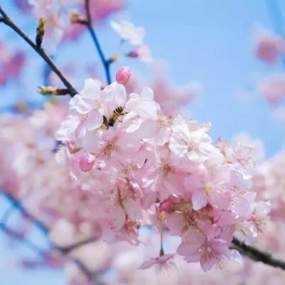 Aesthetic avatar aes 037