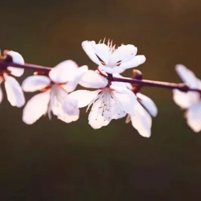 Aesthetic avatar aes 047