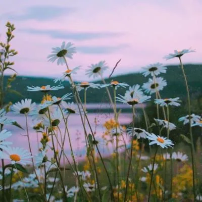 Aesthetic avatar aes 069