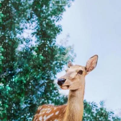Aesthetic avatar aes 072