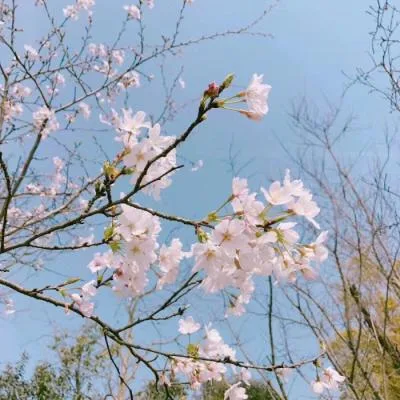 Aesthetic avatar aes 104