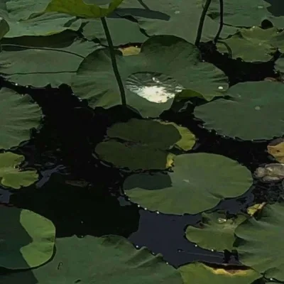 Aesthetic avatar aes 157