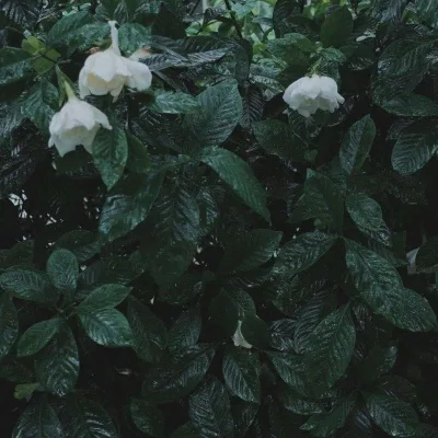 Aesthetic avatar aes 169