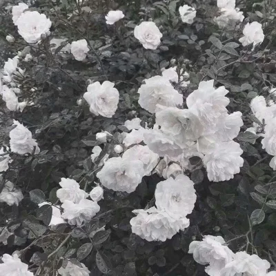 Aesthetic avatar aes 173