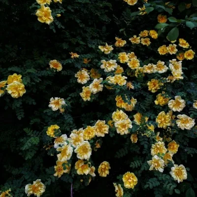 Aesthetic avatar aes 174