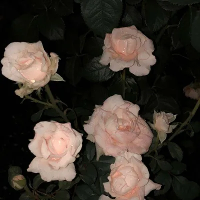 Aesthetic avatar aes 175
