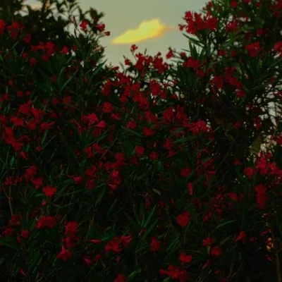 Aesthetic avatar aes 178