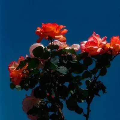 Aesthetic avatar aes 180