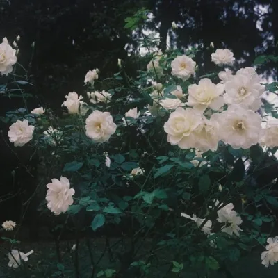 Aesthetic avatar aes 181