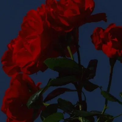 Aesthetic avatar aes 182