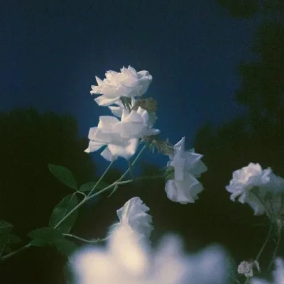 Aesthetic avatar aes 184
