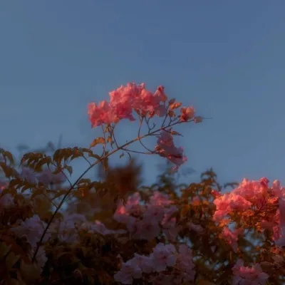 Aesthetic avatar aes 185