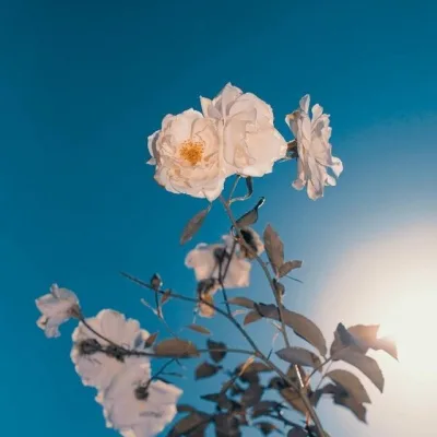 Aesthetic avatar aes 186