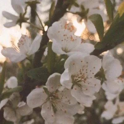 Aesthetic avatar aes 188
