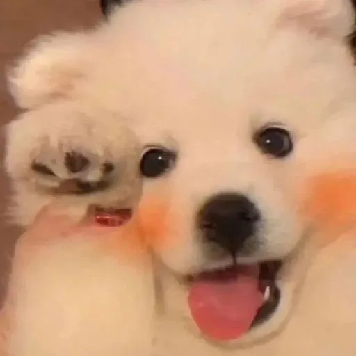 Animals avatar pet 024