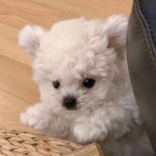 Animals avatar pet 058